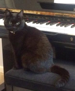 [cat sitting by piano]