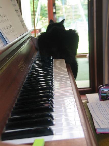 [cat on piano]