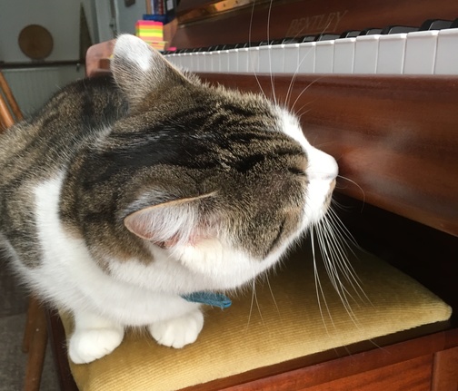 [cat sniffing piano]